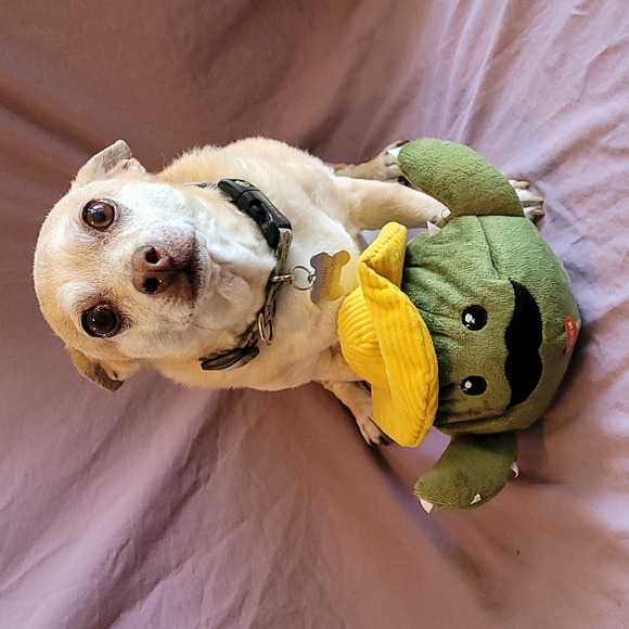 Dog Toy: Big Squeeze Cactus with Mini Cactus toy inside - Picture 1 of 7